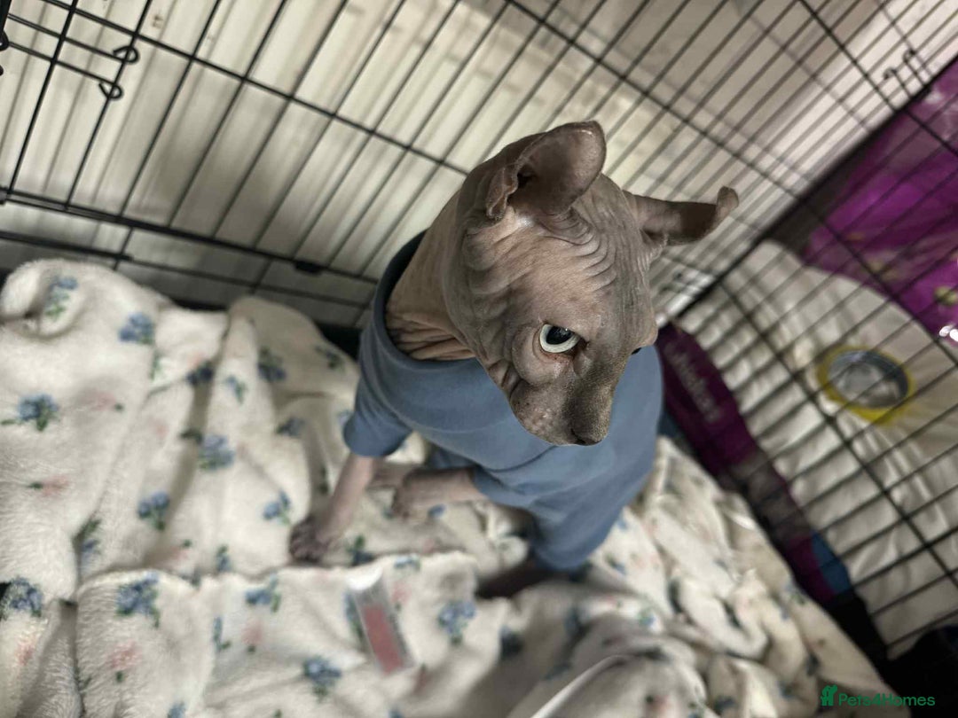 Sphynx cats for sale: Two beautiful sphynx cats  - Image 4