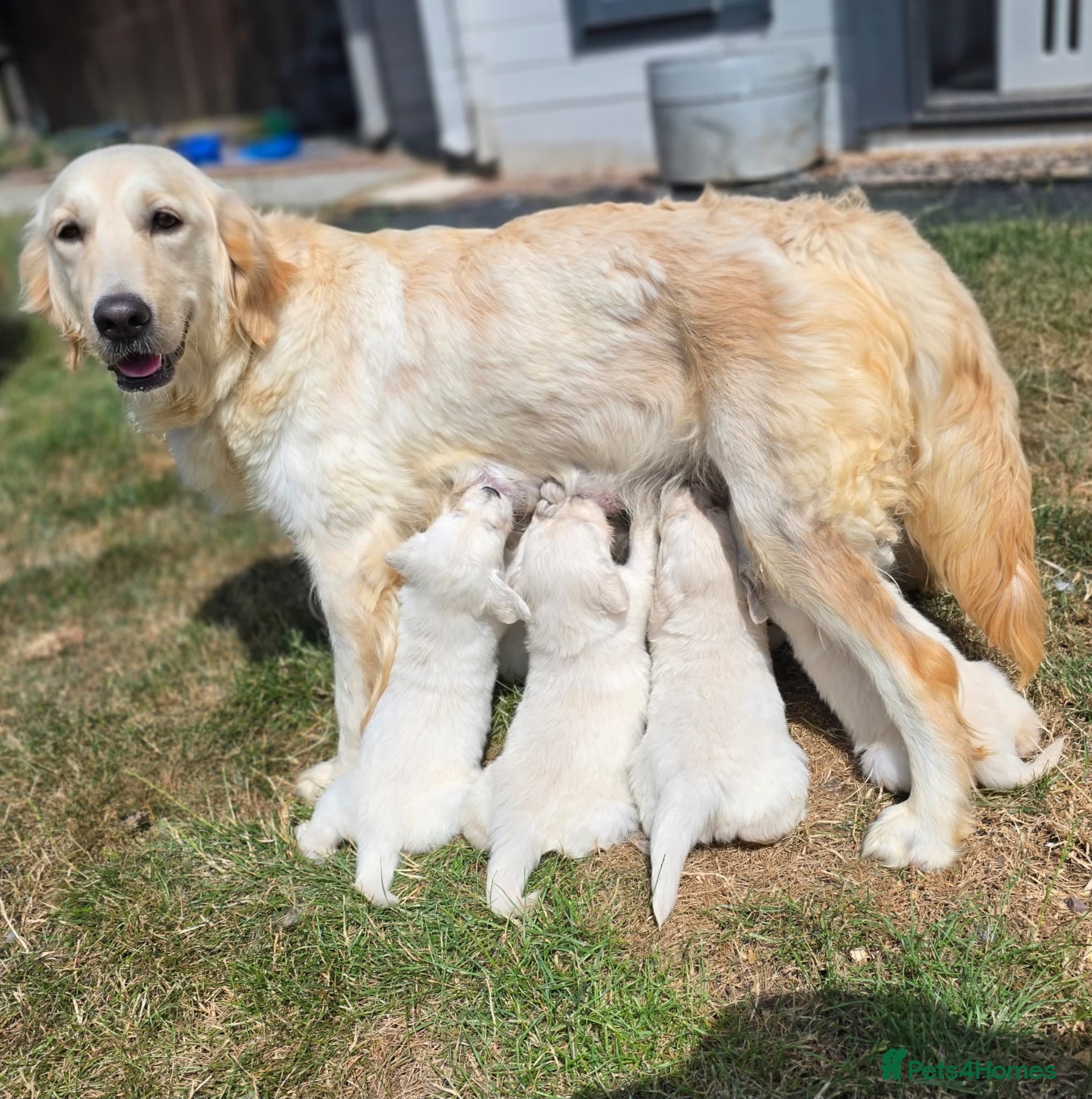 Golden Retriever dogs Gorgeous KC registered puppies for sale - Advert 2