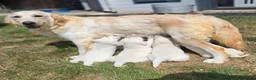 Golden Retriever dogs for sale: Gorgeous KC registered puppies for sale - Advert 14