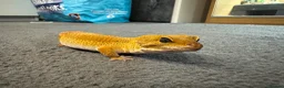 Leopard Gecko reptiles for sale: Female leopard gecko with vivarium  - Advert 7
