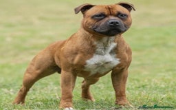 Staffordshire Bull Terrier dogs for sale: BRUNO CH SIRED RED MALE LOOKING FOR A NEW HOME  - Image 1