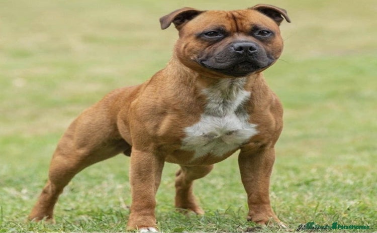Staffordshire Bull Terrier dogs - Advert 2