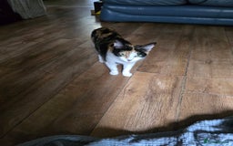 Mixed Breed cats for sale: Beautiful kittens 8 weeks old  - Image 13