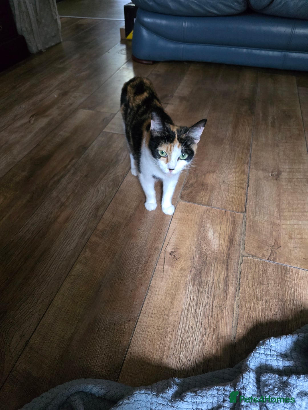 Mixed Breed cats for sale: Beautiful kittens 8 weeks old  - Image 13