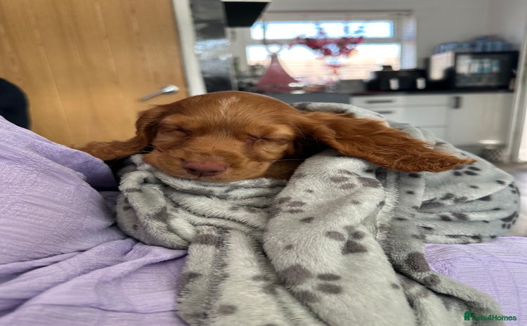 Cocker Spaniel dogs - Advert 7