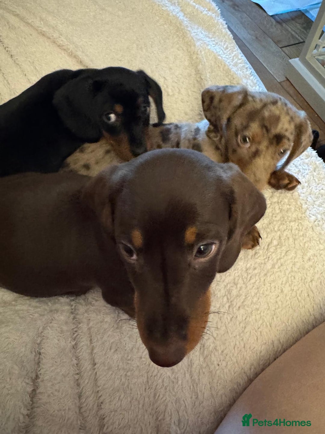 Miniature Dachshund dogs for sale: Miniature Dachshunds Puppies  - Image 1