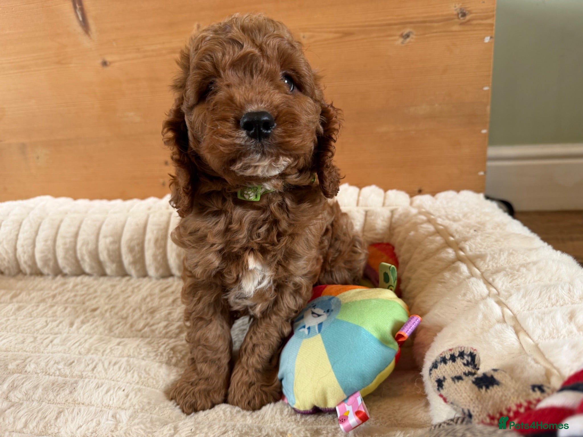 Cavapoo dogs Beautiful F1 Red Cavapoo puppies  - Advert 2
