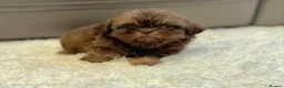 Shih Tzu dogs for sale: KC Registered Chocolate Imperial Shih Tzu Puppies - Advert 12