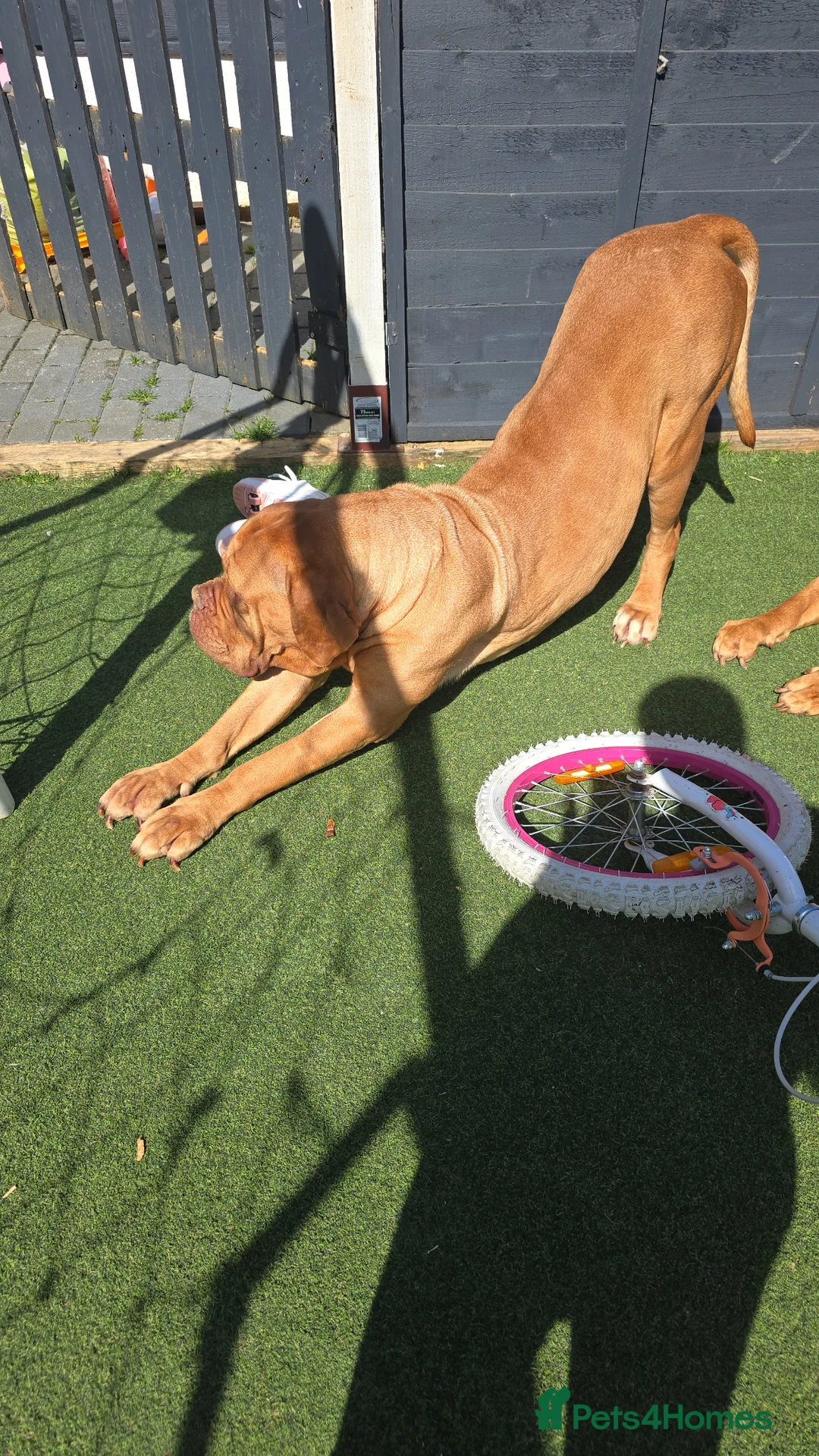 Dogue De Bordeaux dogs for sale: Rehome  - Advert 4