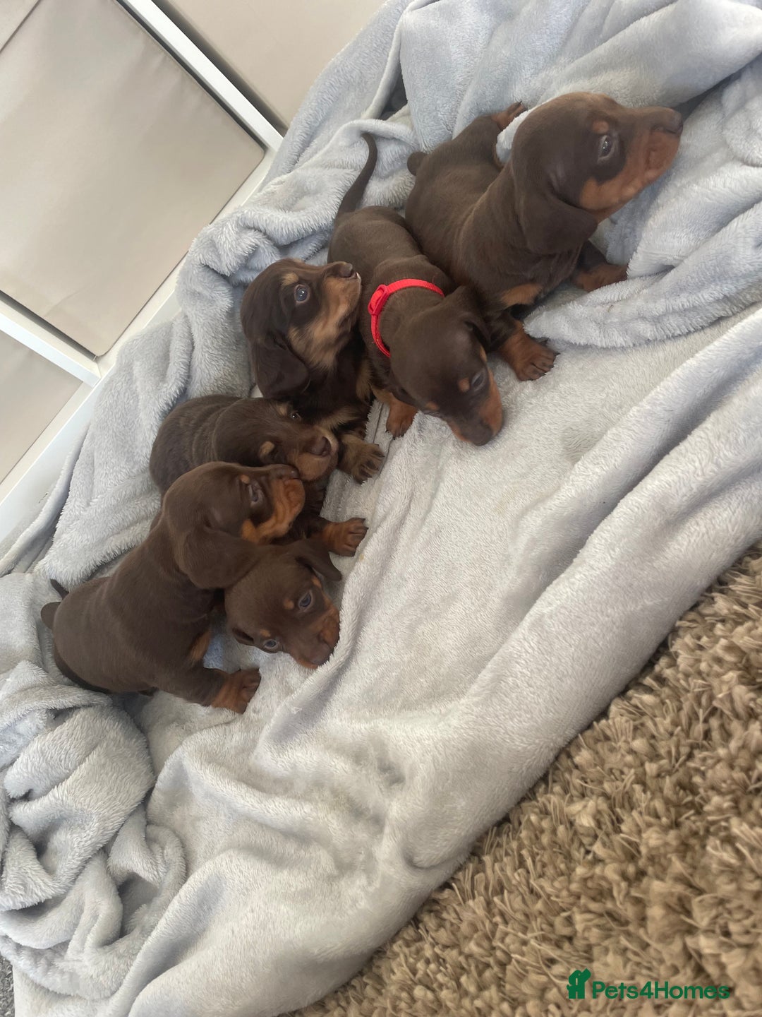 Dachshund dogs for sale: 6 boy dachshund puppies  - Advert 15