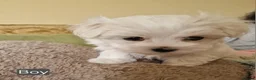 Maltese dogs for sale: Marvellous Maltese Pups KC  - Advert 13