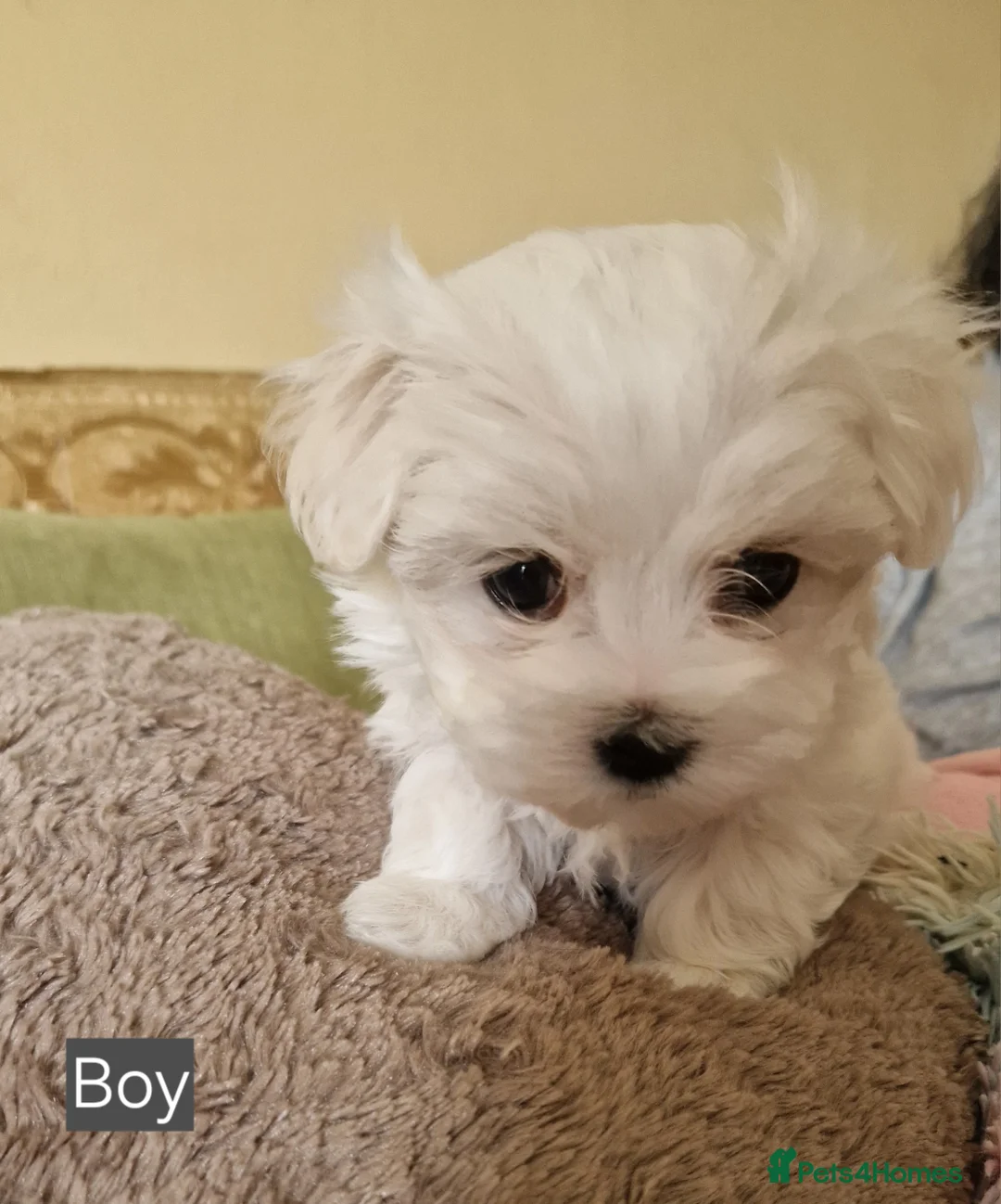 Maltese dogs for sale: Marvellous Maltese Pups KC  - Advert 13