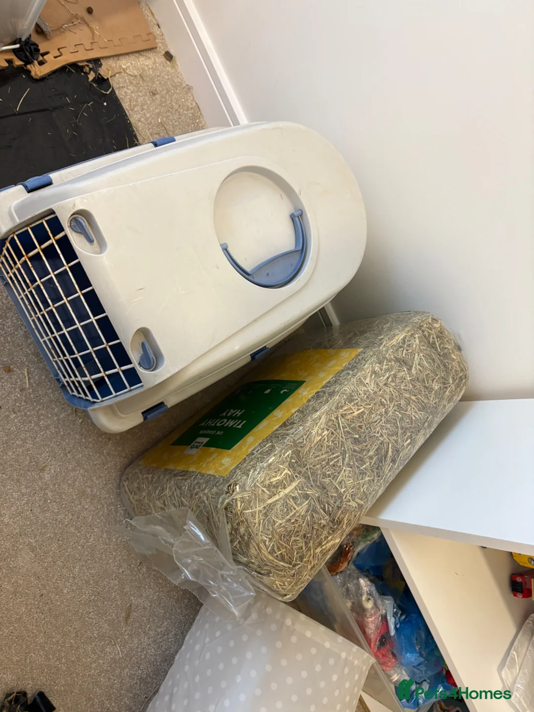 Mixed Breed rabbits for sale: Bonded Male Rabbits  in Broxburn - Advert 2