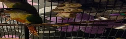 Conures birds for sale: Baby green cheek conures in Cramlington - Advert 3