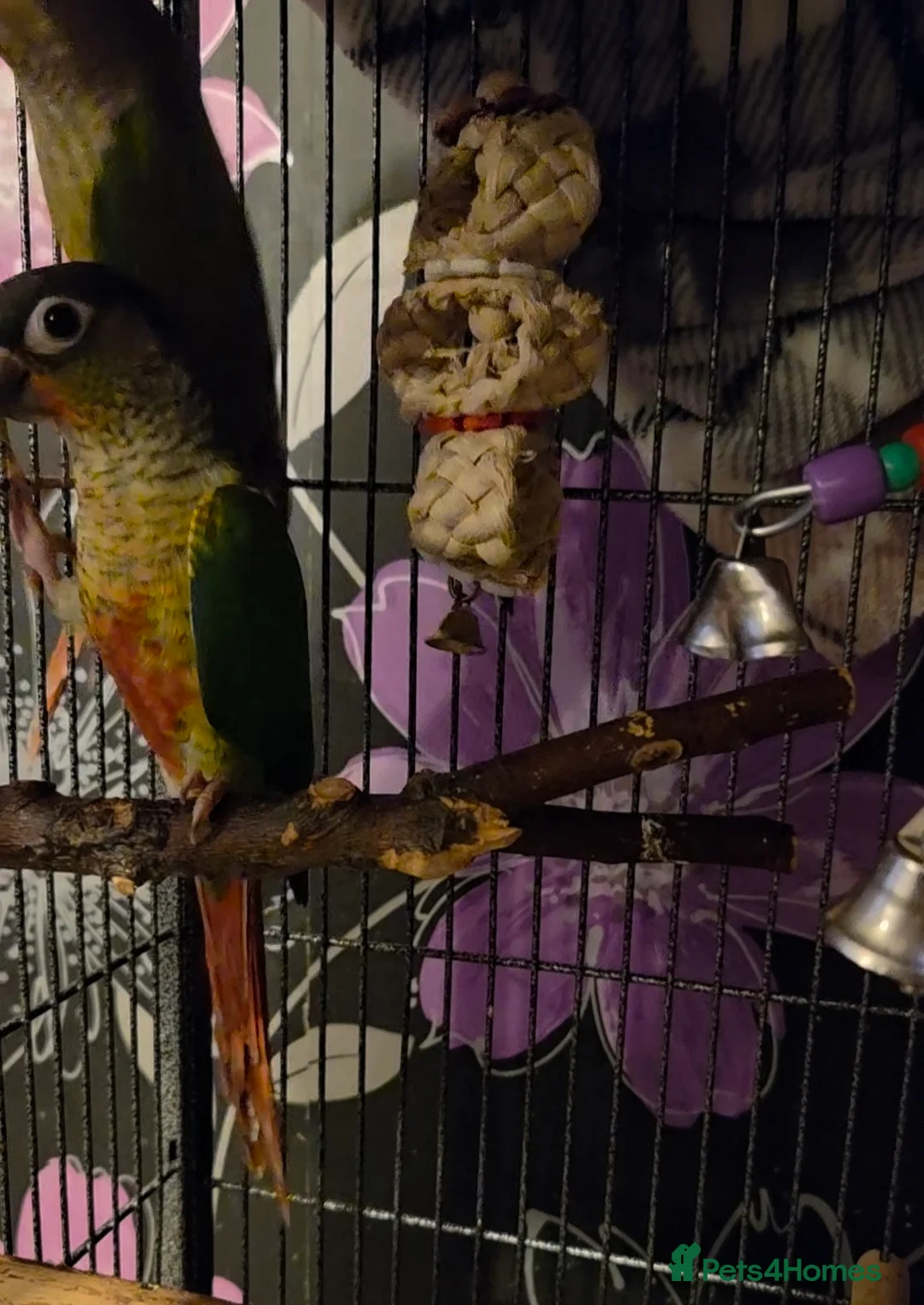 Conures birds for sale: Baby green cheek conures in Cramlington - Advert 3