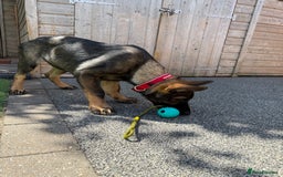 German Shepherd dogs for sale: **TOP QUALITY CZECH GERMAN SHEPHERD PUPS KC REG** - Image 3