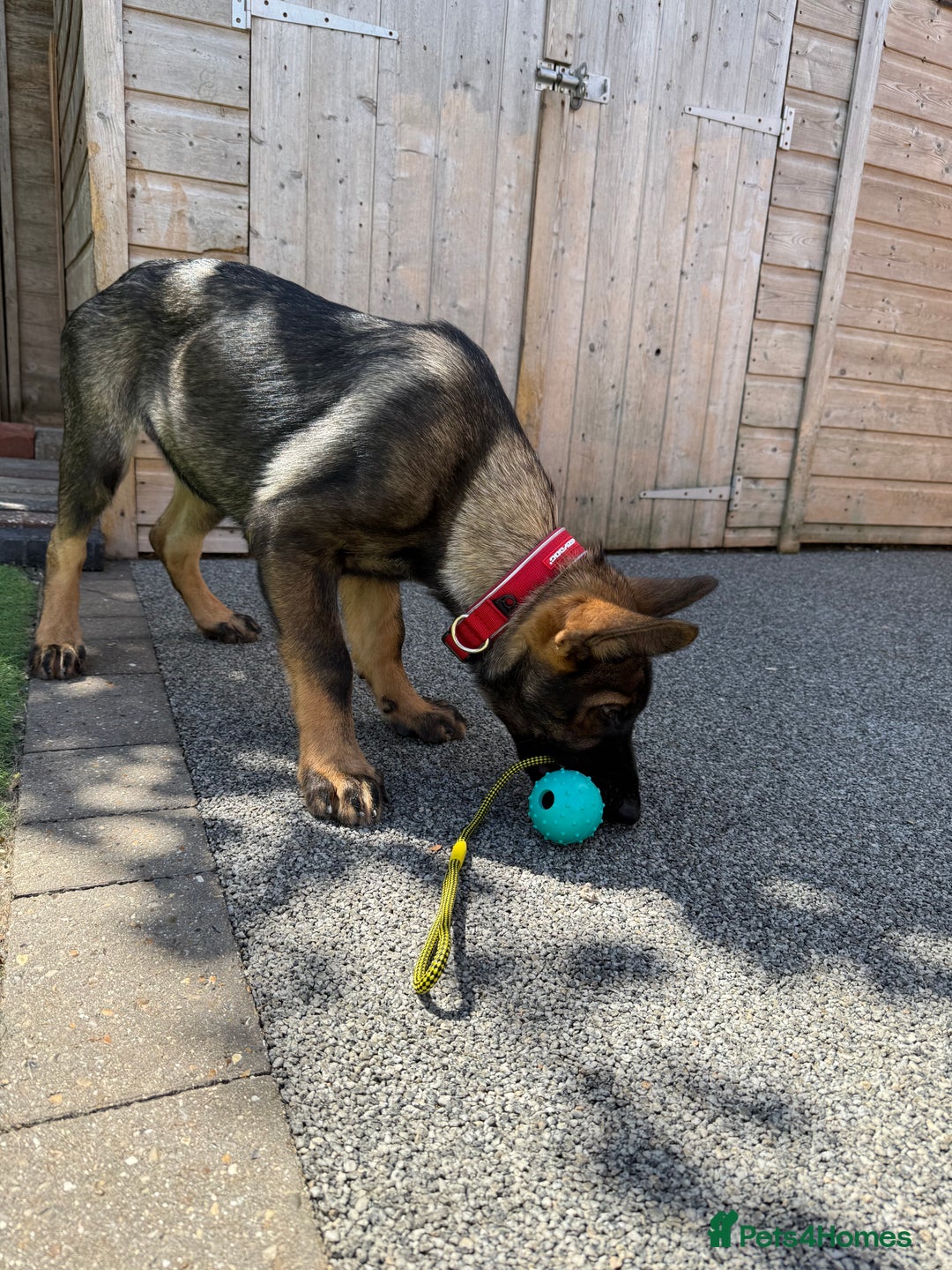 German Shepherd dogs for sale: **TOP QUALITY CZECH GERMAN SHEPHERD PUPS KC REG** - Image 3