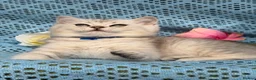 British Shorthair cats for sale: British shorthair golden point Kittens TICA - Advert 13
