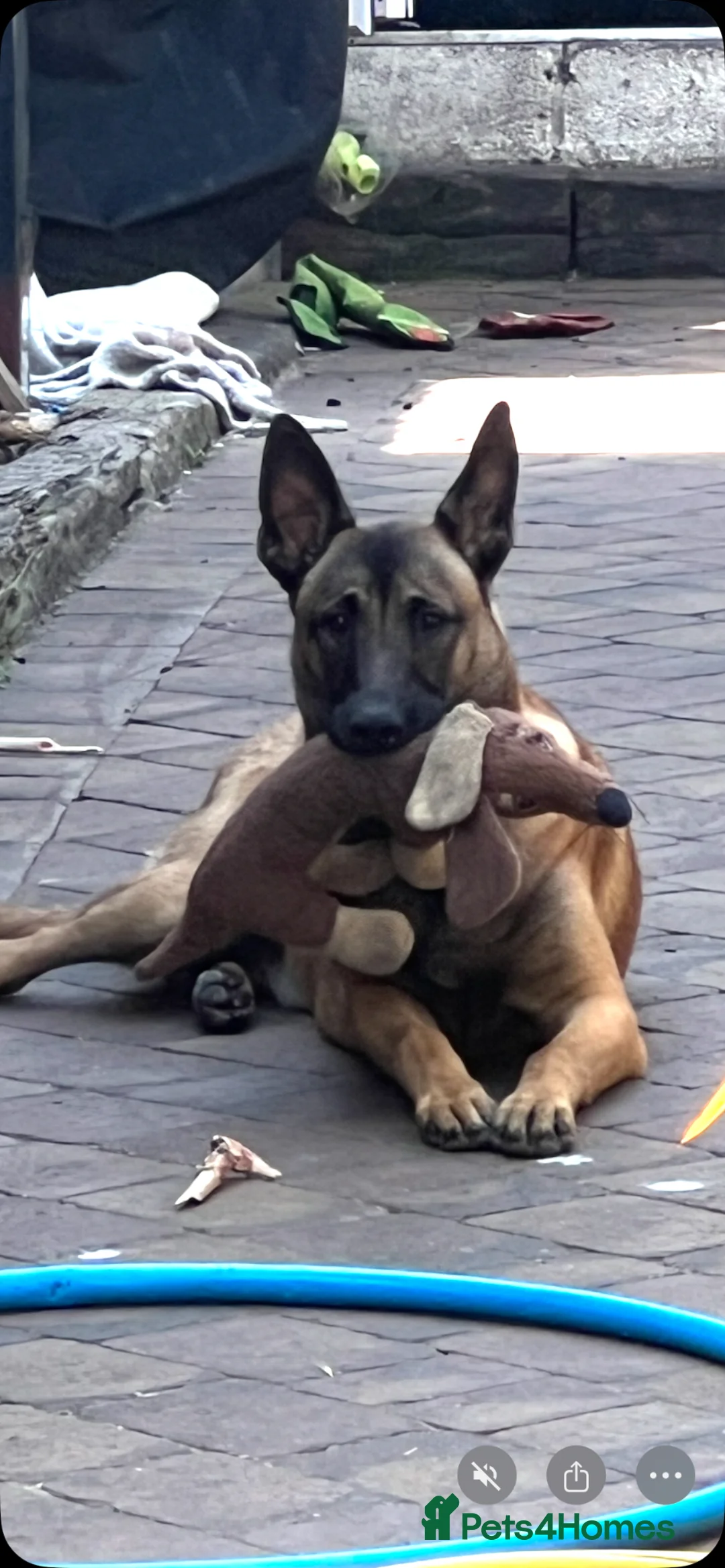 Belgian Shepherd Dog dogs for sale: Stunning litter of Belgian Malinois puppies  in Weymouth - Advert 2