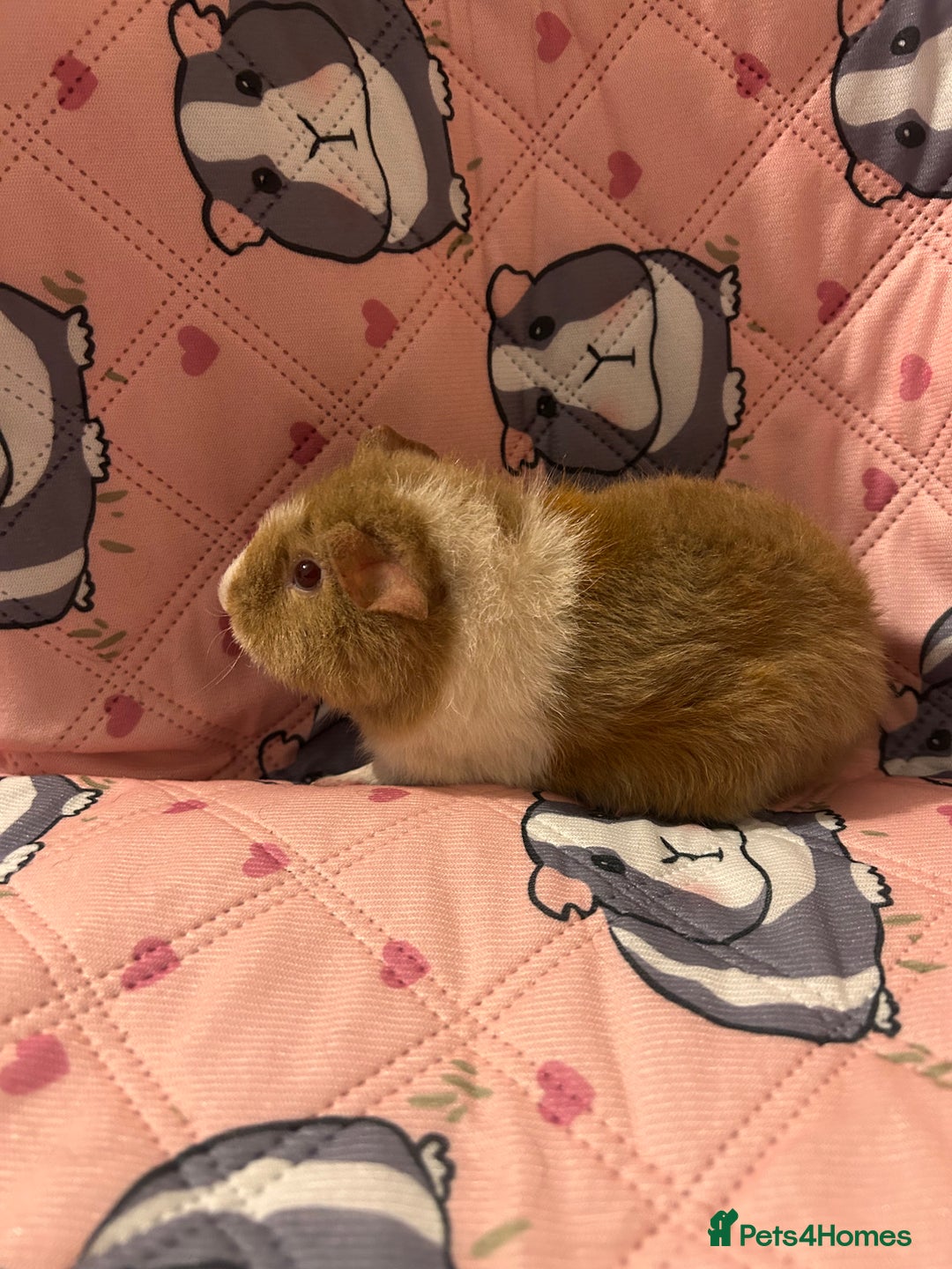 Guinea Pig rodents for sale: Lovely Teddy and Coronet baby guinea pigs  - Advert 13