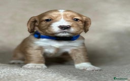 Cocker Spaniel dogs for sale: Beautiful Cocker Spaniel Puppies - Advert 2