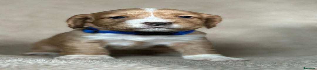 Cocker Spaniel Puppy 4