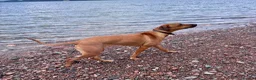 Rhodesian Ridgeback dogs for sale: Looking for new home for Nala - Advert 7