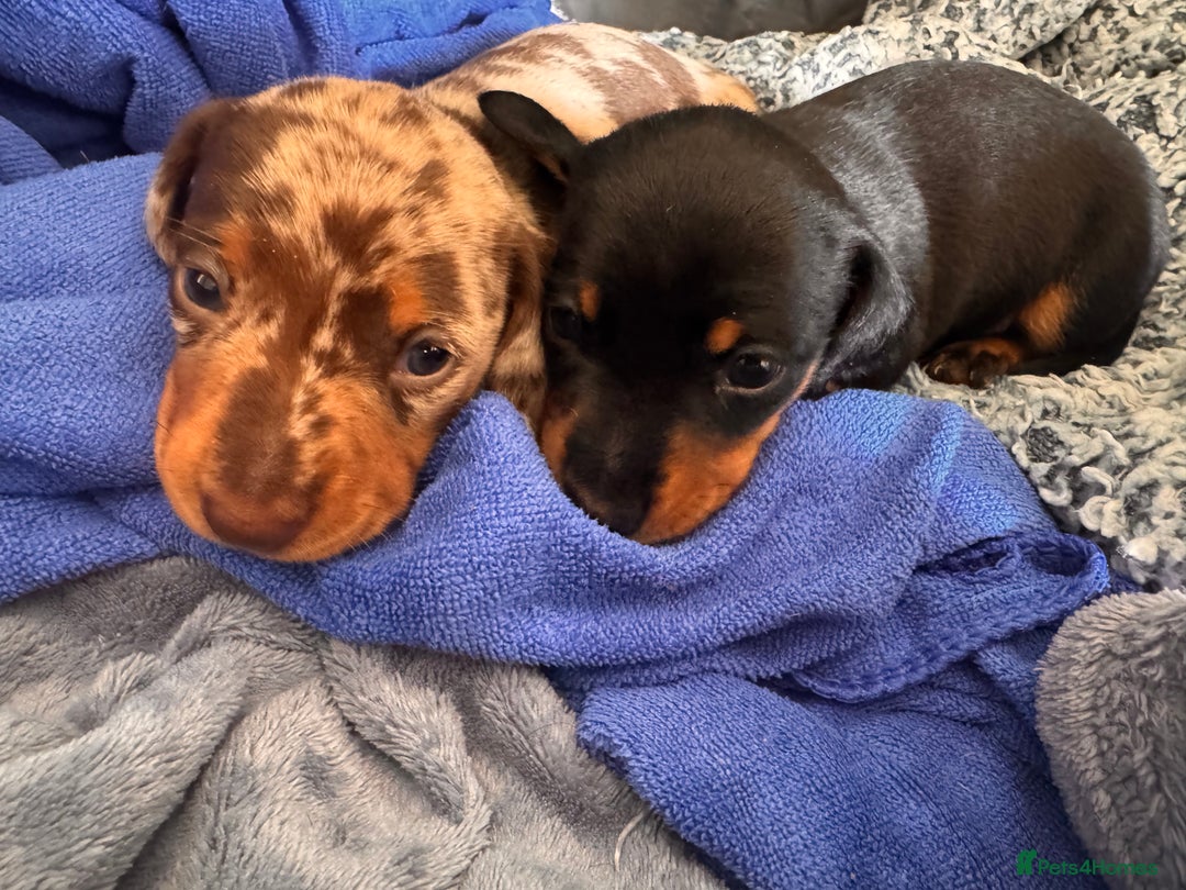Miniature Dachshund dogs for sale: 🐾 miniature Dachshund 1 LEFT READY IN 2 WEEKS🐾 - Advert 24