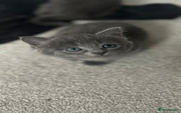 Russian Blue cats for sale: Russian blue kittens cross - Image 9