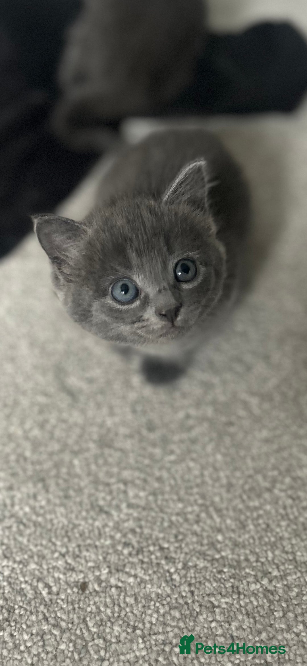 Russian Blue cats for sale: Russian blue kittens cross - Image 9