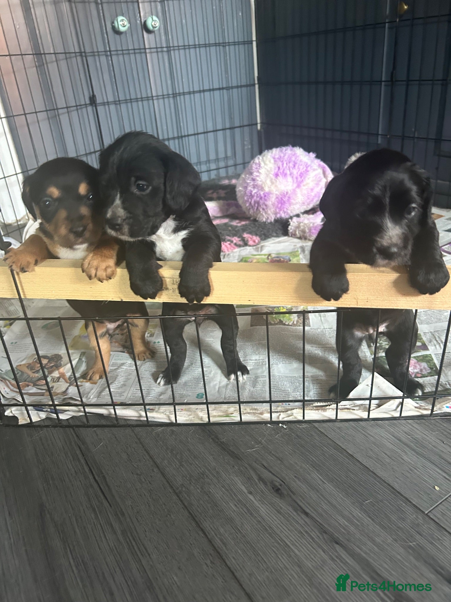 Mixed Breed dogs Beautiful working Cocker Spaniel x Terrier puppies - Advert 6