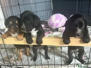 Mixed Breed dogs Beautiful working Cocker Spaniel x Terrier puppies - Advert 3