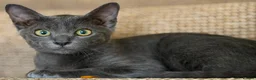 Korat cats for sale: Jasumik Korats  in Swansea - Advert 5
