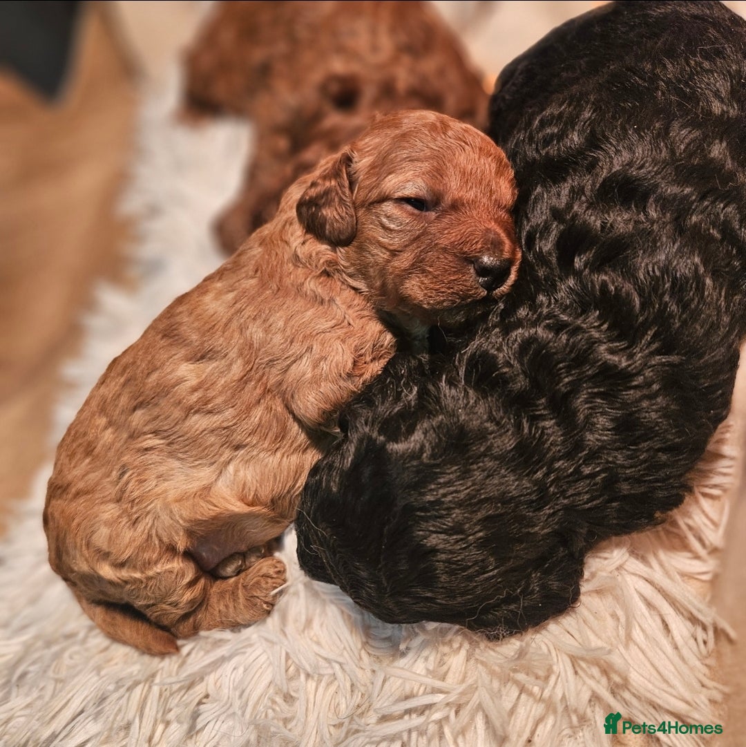Miniature Poodle dogs for sale: Minature Poodles  - Image 5