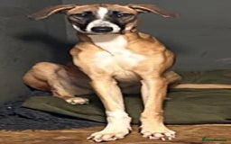 Lurcher dogs for adoption: STORMY, young female lurcher in rescue - Image 3