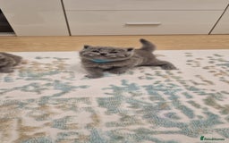 British Shorthair cats for sale: 💙British Shorthair and Long.. Blue kittens ❤️💛💚 - Image 24