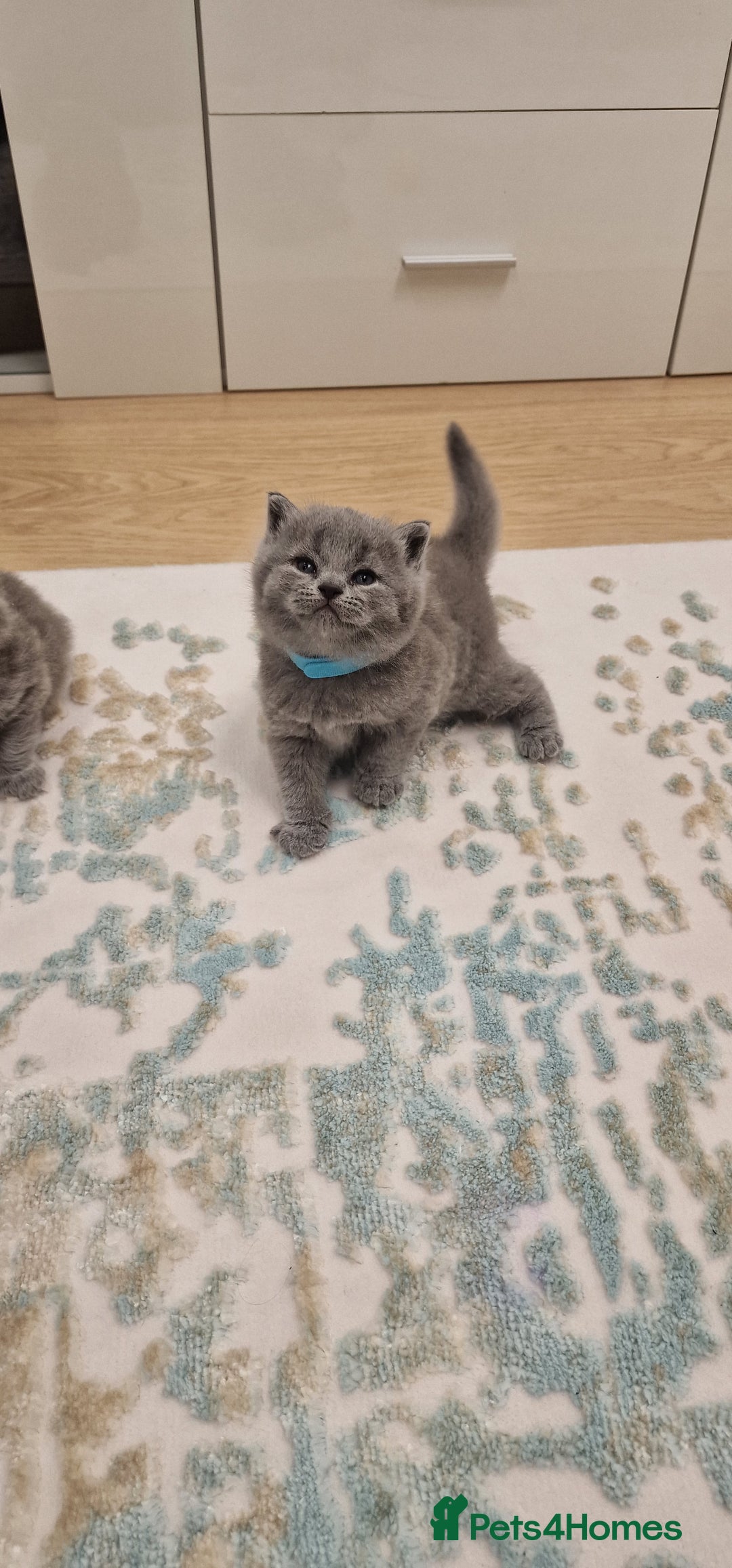 British Shorthair cats for sale: 💙British Shorthair and Long.. Blue kittens ❤️💛💚 - Image 24