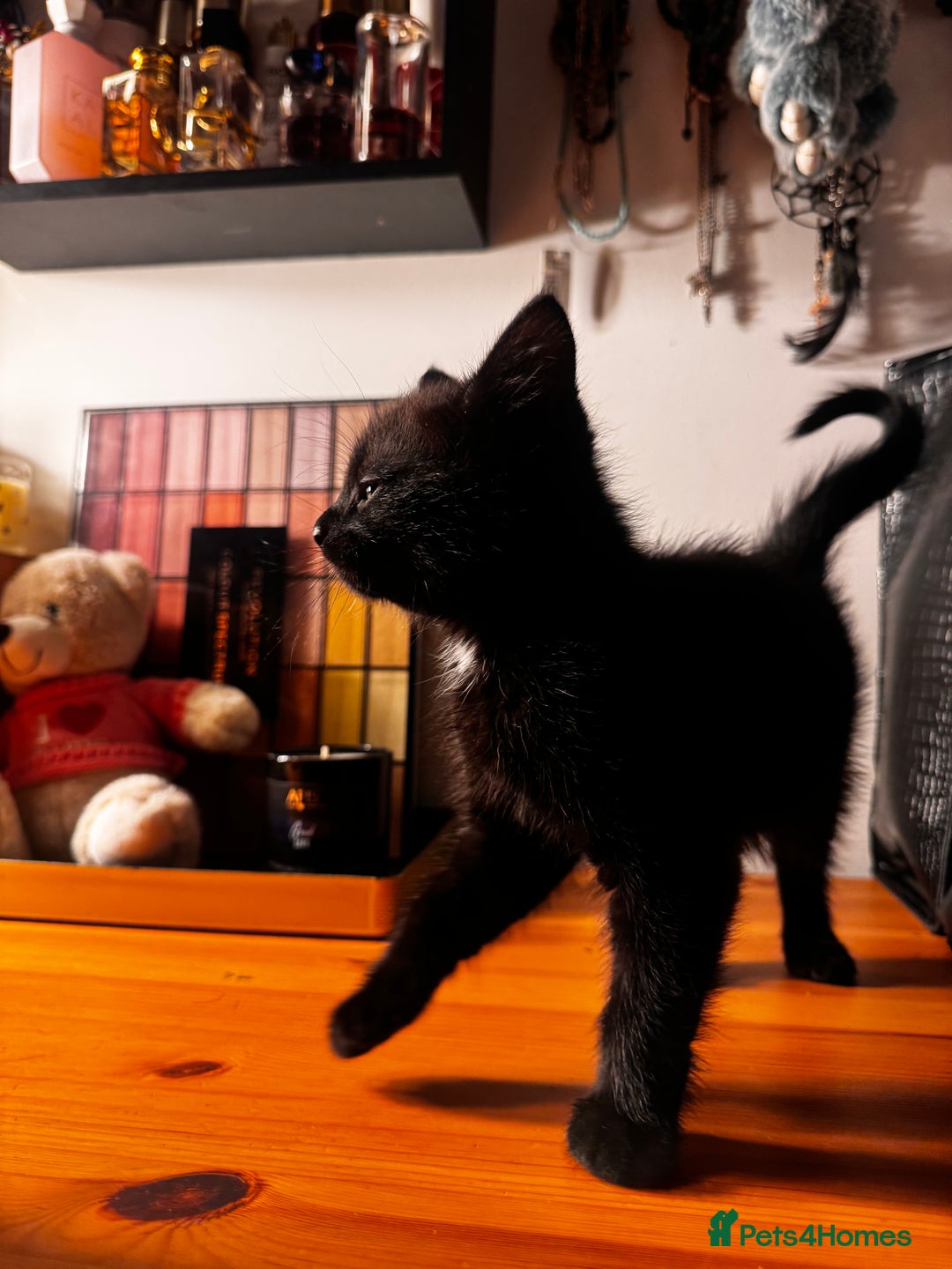 Mixed Breed cats for sale: Four gorgeous mixed breed kittens  - Advert 10