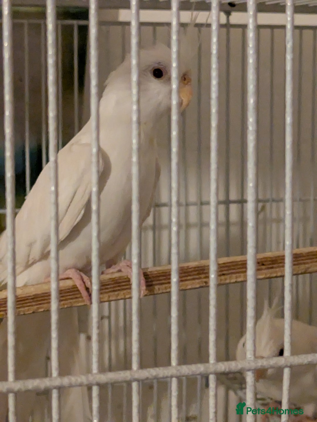 Cockatiels birds for sale: 4 White cockatiels for sale and cage  - Advert 2