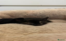 Mixed Breed cats for sale: 2 Beautiful Black (and ginger spots) Girl Kittens - Image 2