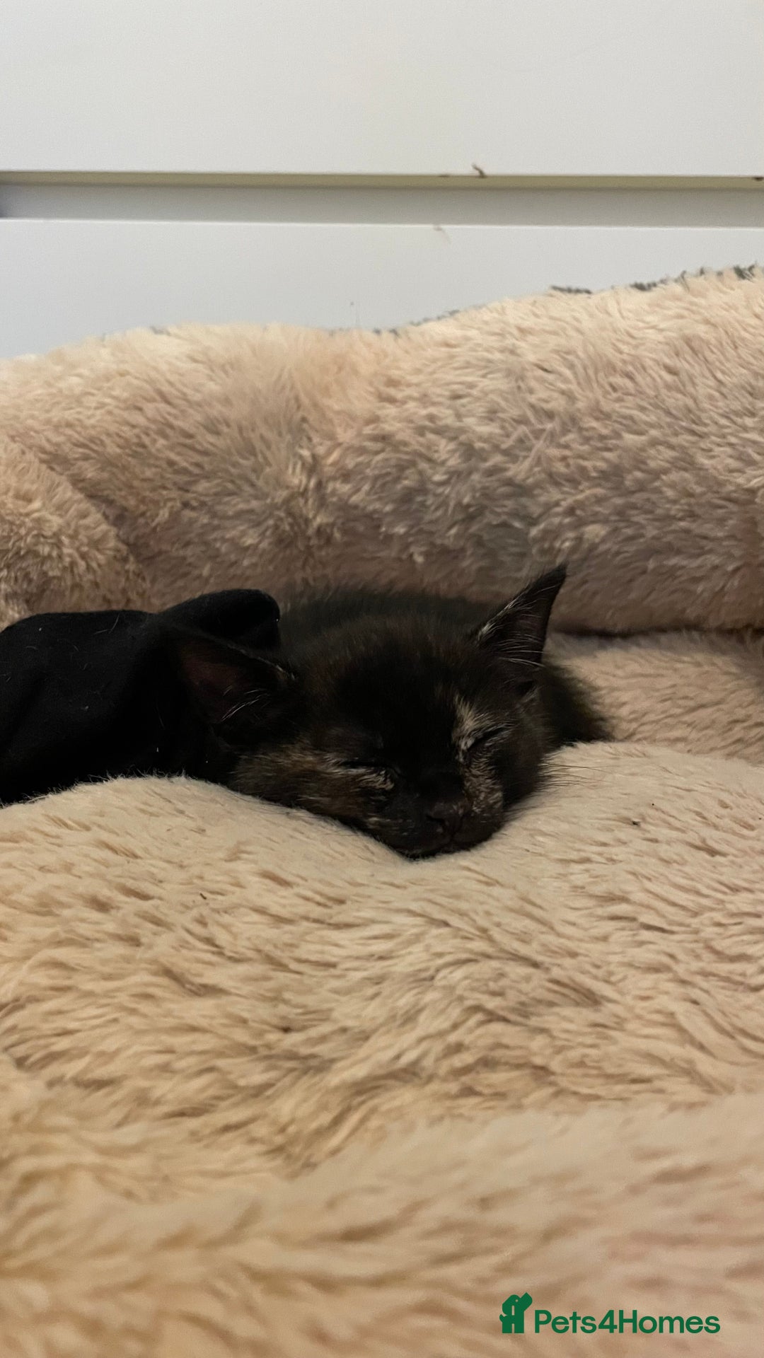 Mixed Breed cats for sale: 2 Beautiful Black (and ginger spots) Girl Kittens - Image 2