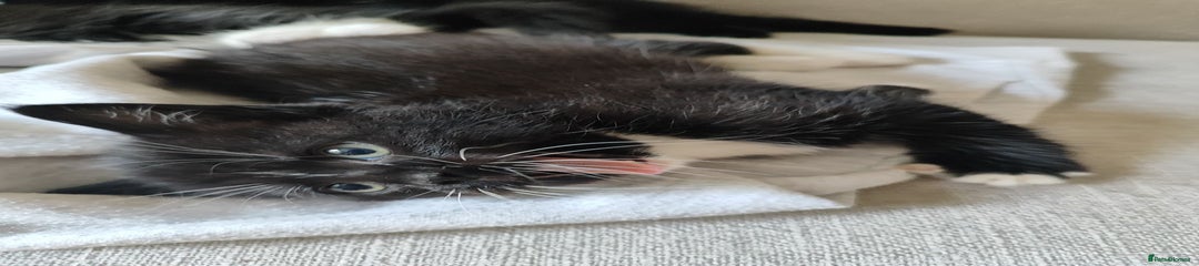 Domestic Shorthair Kitten 3