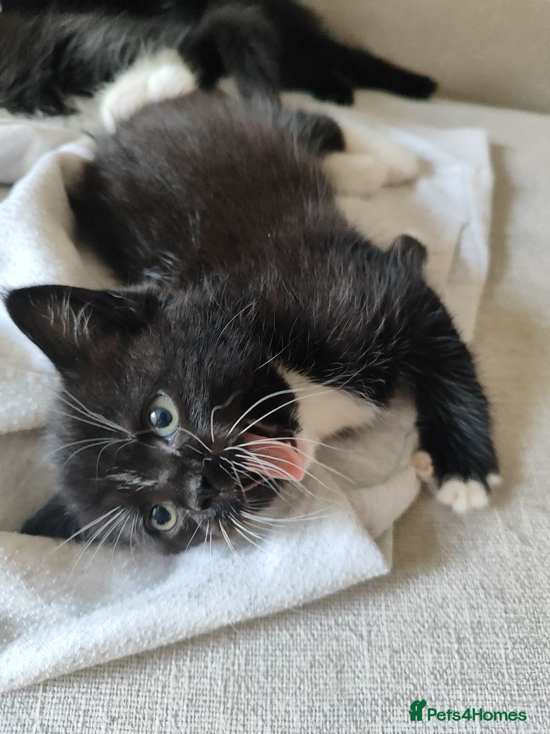 Domestic Shorthair cats for sale: kittens - Image 7