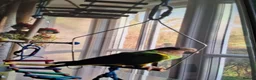 Parrots birds for sale: Female lass who wants a man to love her in Moreton-in-Marsh - Advert 2