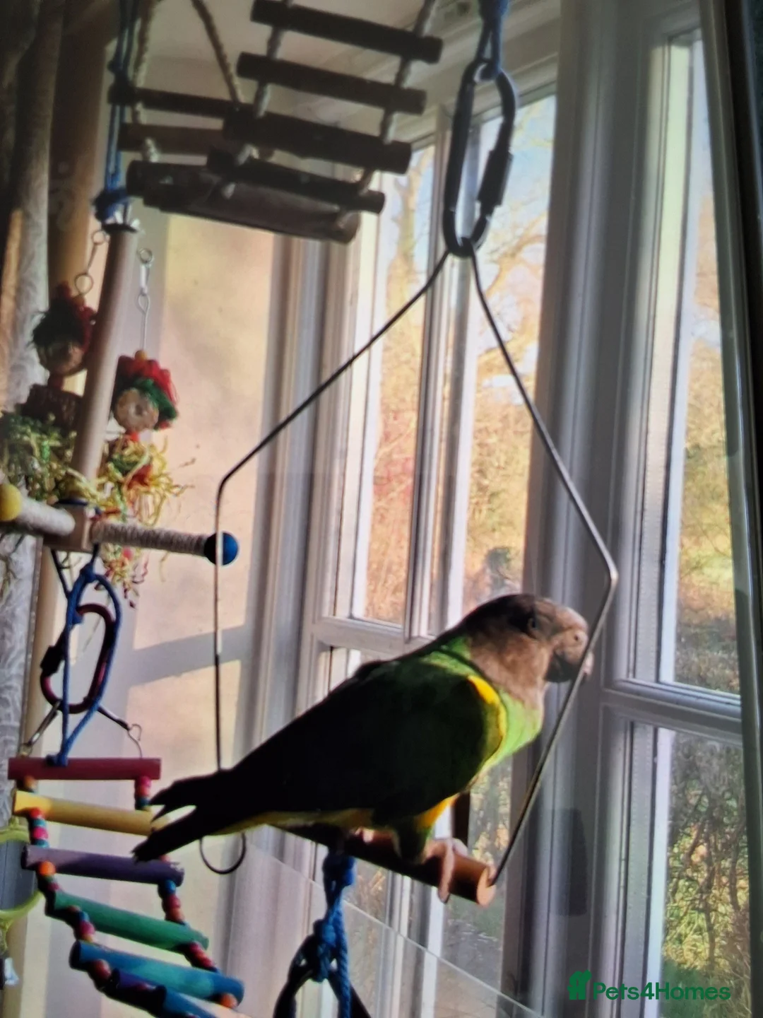Parrots birds for sale: Female lass who wants a man to love her in Moreton-in-Marsh - Advert 2