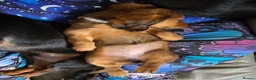 Miniature Dachshund dogs for sale: 🎉REDUCED🎉 1 GIRL RTG! Longhair Mini Dachshund - Advert 6