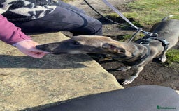 Lurcher dogs for adoption: Norman, young lurcher in rescue - Image 3