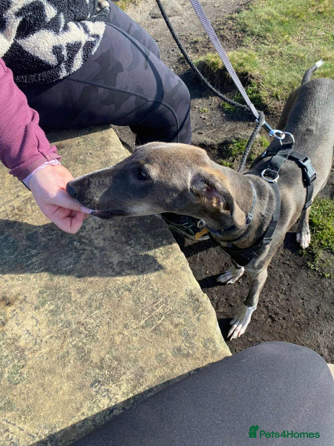 Lurcher dogs for adoption: Norman, young lurcher in rescue - Image 3