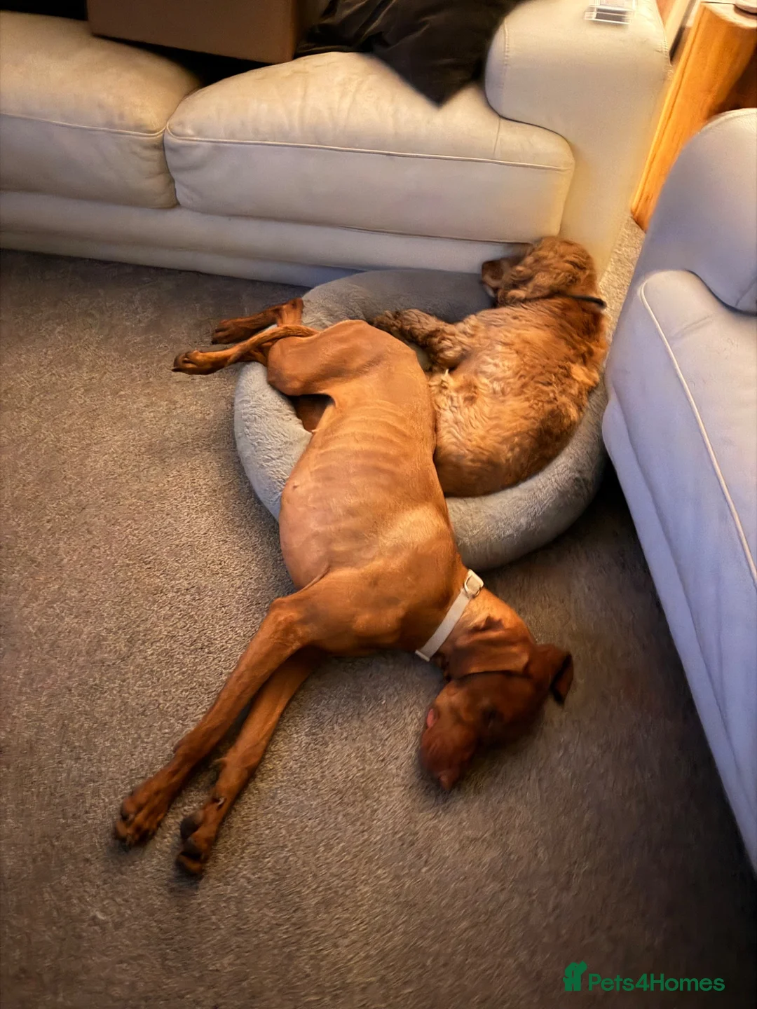 Hungarian Vizsla dogs for sale: 2 year old Hungarian viszla in Bexhill-on-Sea - Advert 2