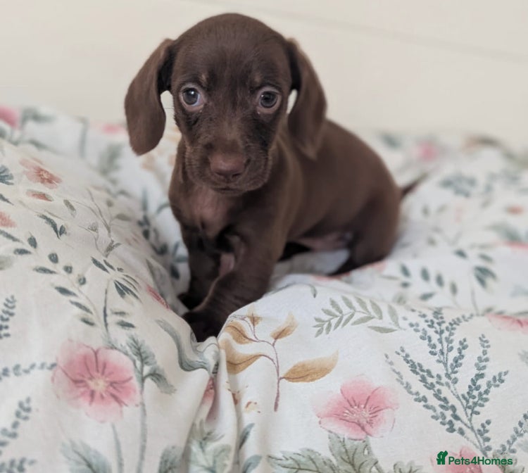 Miniature Dachshund dogs Miniature dachshund puppies  - Advert 18